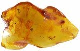 Two Fossil Ants In Baltic Amber #45166-3